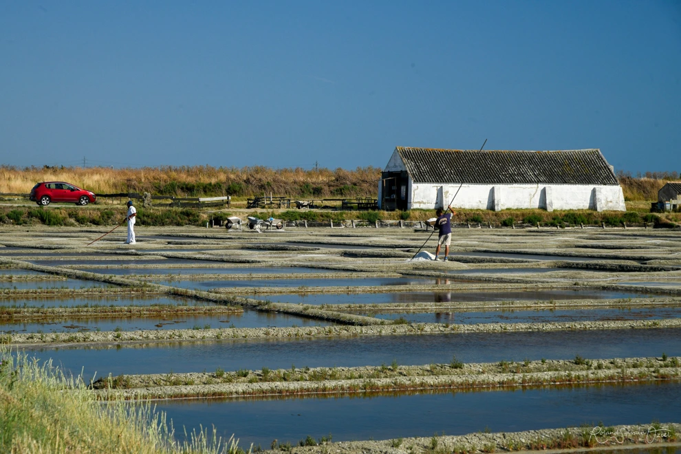 Saunier récoltant la fleur de sel dans les marais salants de Noirmoutier