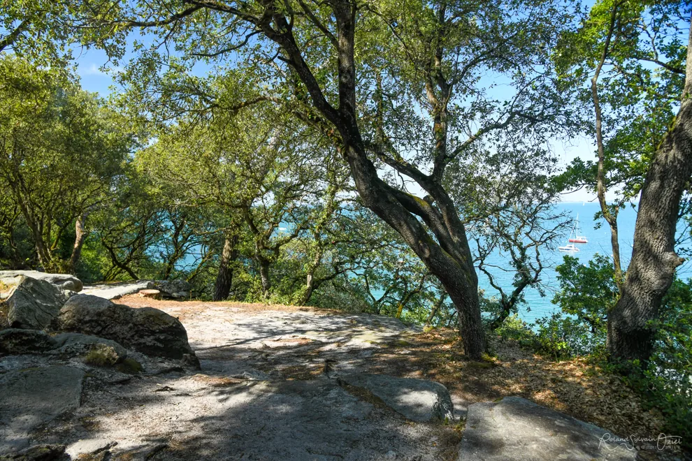 Sous-bois et chênes verts du Bois de la Chaize à Noirmoutier